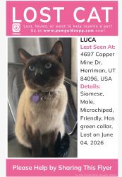 Lost Male Cat last seen Copper Mine Dr, Herriman, UT 84096