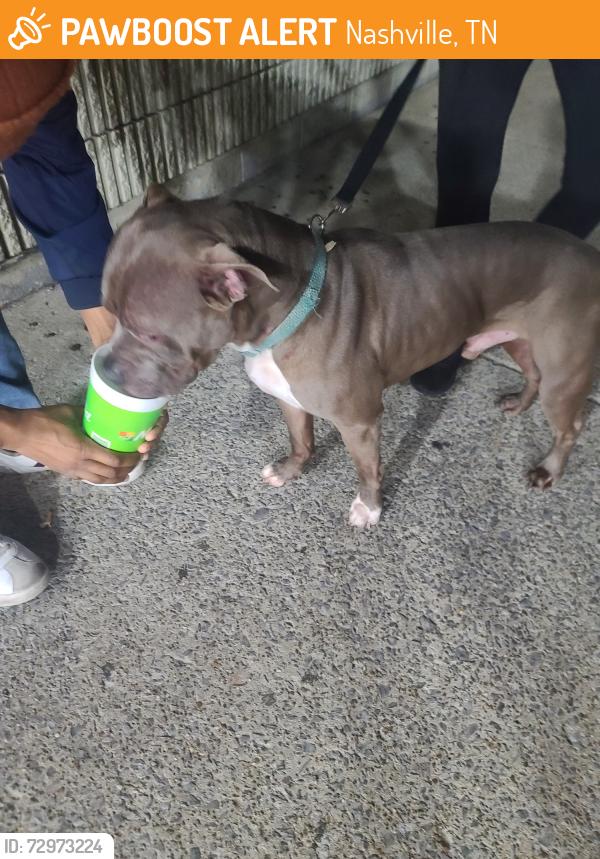 Found/Stray Male Dog last seen Smith springs and bell rd Antioch tn, Nashville, TN 37217