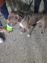Found/Stray Male Dog last seen Smith springs and bell rd Antioch tn, Nashville, TN 37217