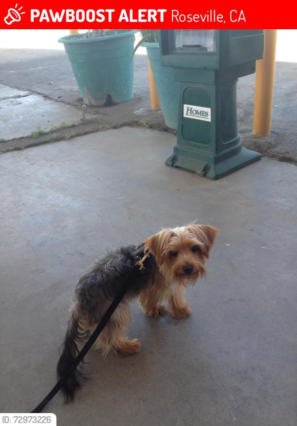 Lost Male Dog last seen Westbrook, Roseville, CA 95747