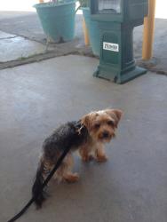 Lost Male Dog last seen Westbrook, Roseville, CA 95747