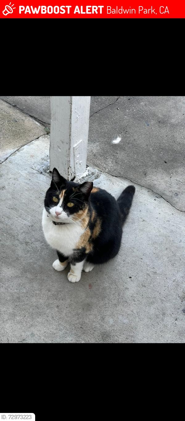 Lost Female Cat last seen Vineland and Rexwood , Baldwin Park, CA 91706