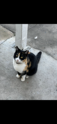 Lost Female Cat last seen Vineland and Rexwood , Baldwin Park, CA 91706