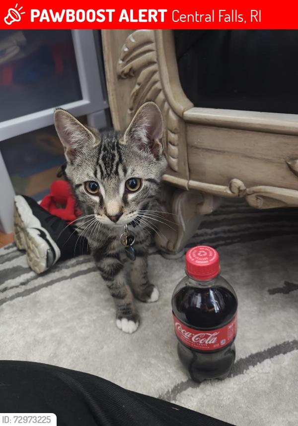 Lost Male Cat last seen Emmett street central falls, Central Falls, RI 02863
