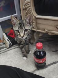 Lost Male Cat last seen Emmett street central falls, Central Falls, RI 02863