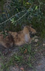 Lost Female Rabbit last seen Backyard, West Palm Beach, FL 33405