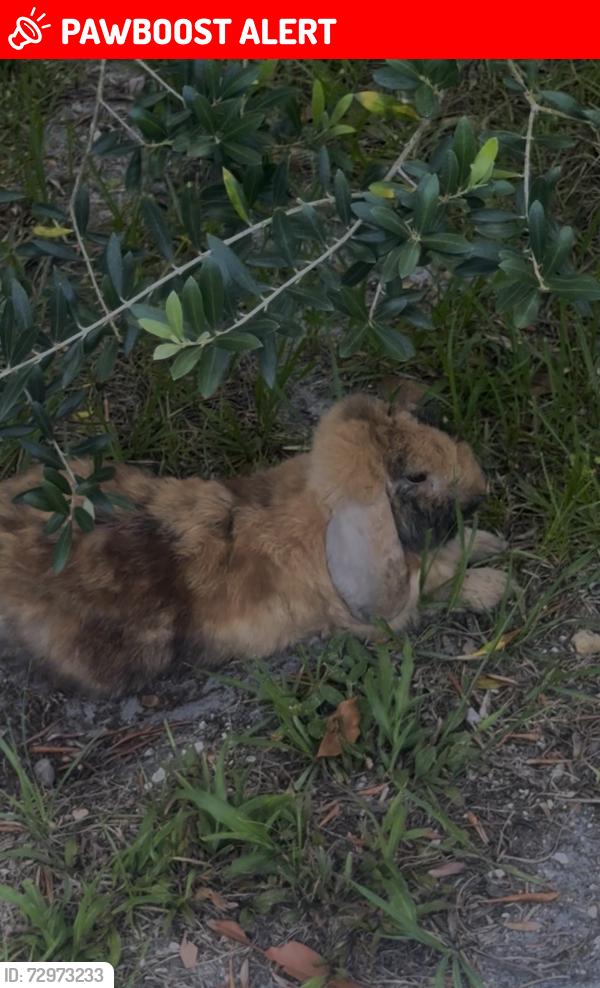 Lost Female Rabbit last seen Backyard, West Palm Beach, FL 33405