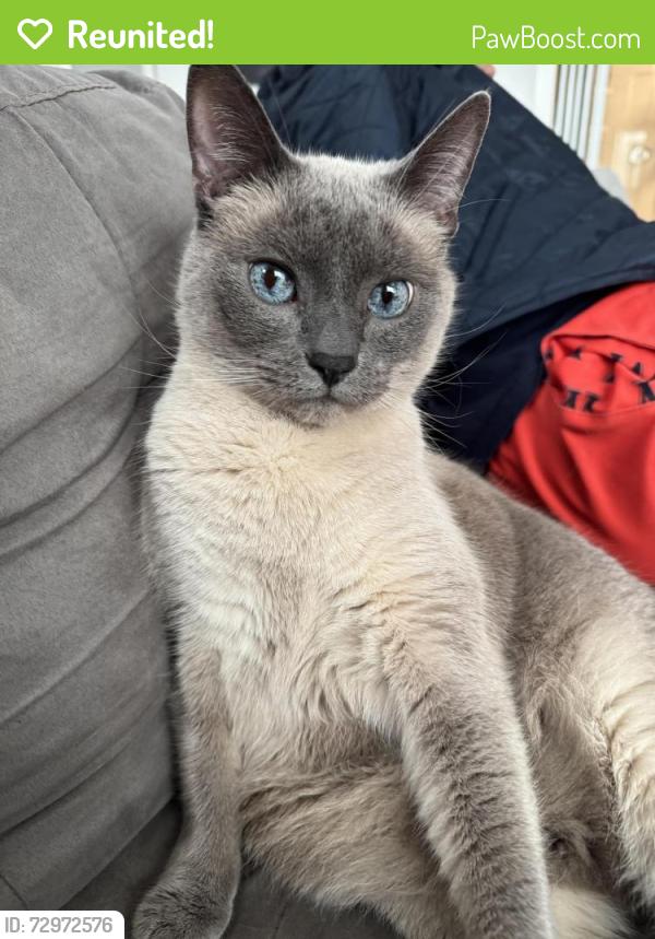 Reunited Female Cat last seen Anita and Western Drive, Port Coquitlam, BC V3C 2X3