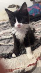Lost Female Cat last seen Rock-Hill, Cochran, GA 31014