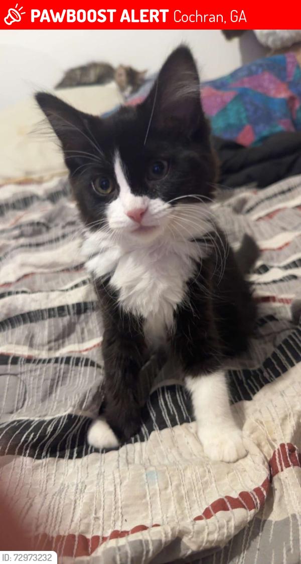 Lost Female Cat last seen Rock-Hill, Cochran, GA 31014