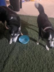 Reunited Male Dog last seen White Oak and Chase, Los Angeles, CA 91325