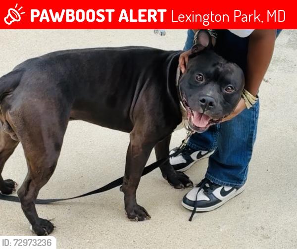 Lost Male Dog last seen Hermanville , Lexington Park, MD 20653