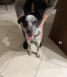 Reunited Male Dog last seen Christian Church , San Diego, CA 92126