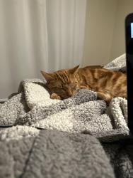 Lost Male Cat last seen East bidwell , Folsom, CA 95630