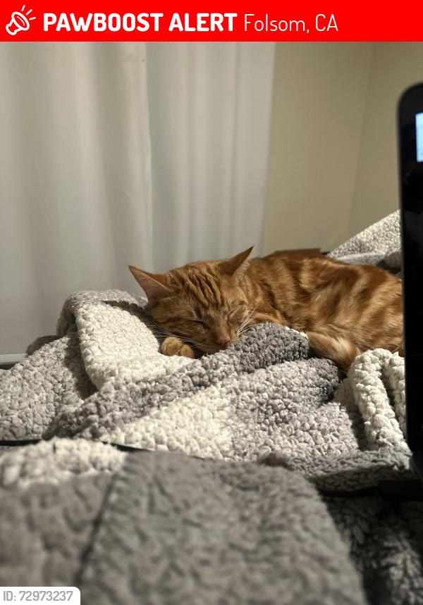 Lost Male Cat last seen East bidwell , Folsom, CA 95630