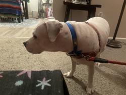 Found/Stray Female Dog last seen Near wawa, Hampton, VA 23669