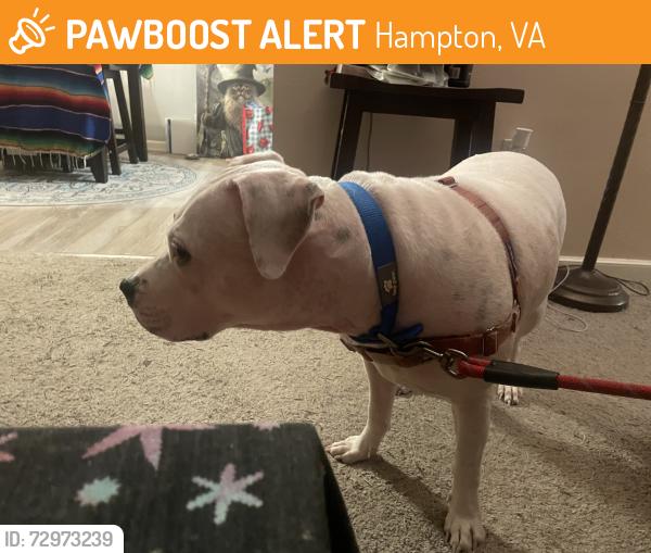 Found/Stray Female Dog last seen Near wawa, Hampton, VA 23669