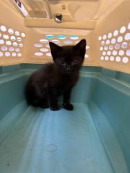 Shelter Stray Male Cat last seen SHAD RD, 2020 Forest St, Jacksonville, FL 32204, USA
