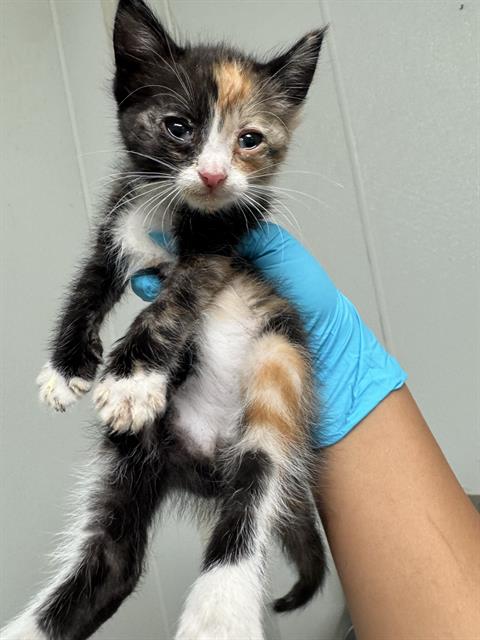 Shelter Stray Female Cat last seen Near BLOCK S FAIRFAX RD, BAKERSFIELD CA 93307, 3951 Fruitvale Ave, Bakersfield, CA 93308, USA