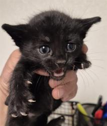 Shelter Stray Male Cat last seen Near BLOCK ZERKER RD, BAKERSFIELD CA 93308, 3951 Fruitvale Ave, Bakersfield, CA 93308, USA