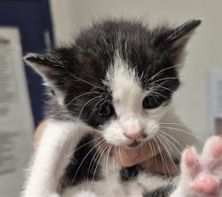 Shelter Stray Female Cat last seen Near BLOCK ZERKER RD, BAKERSFIELD CA 93308, 3951 Fruitvale Ave, Bakersfield, CA 93308, USA