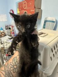 Shelter Stray Male Cat last seen Near BLOCK JOMANI DR, BAKERSFIELD CA 93312, 3951 Fruitvale Ave, Bakersfield, CA 93308, USA