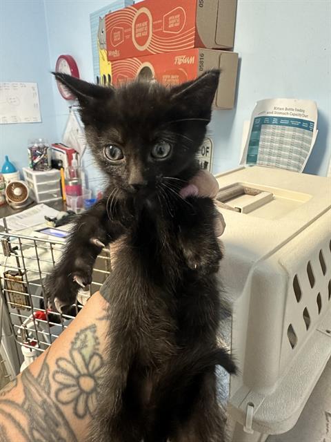 Shelter Stray Male Cat last seen Near BLOCK JOMANI DR, BAKERSFIELD CA 93312, 3951 Fruitvale Ave, Bakersfield, CA 93308, USA