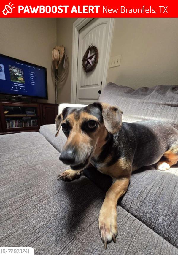 Lost Female Dog last seen Hoffman Lane Elementary , New Braunfels, TX 78130