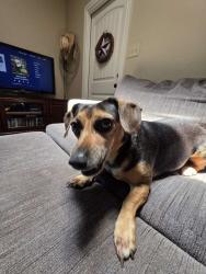 Lost Female Dog last seen Hoffman Lane Elementary , New Braunfels, TX 78130