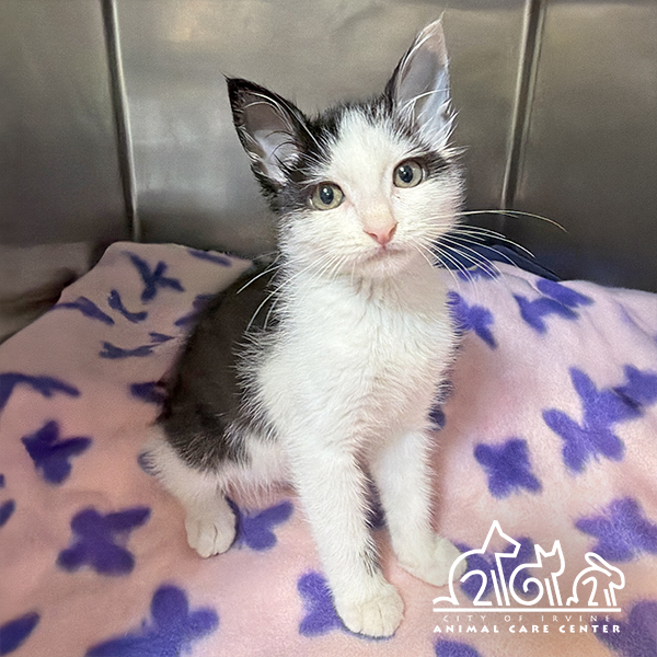 Shelter Stray Male Cat last seen WESTPORT/HARRISBURG, Irvine, CA 92618