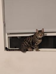 Reunited Female Cat last seen Summerland Drive and E 23rd St, Signal Hill, CA 90755