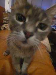 Reunited Female Cat last seen Near St. Paul by the Zoo, Rochester, NY 14617