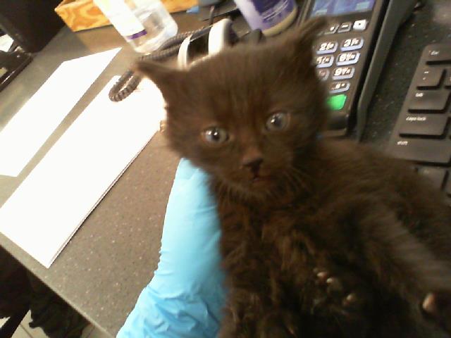 Shelter Stray Male Cat last seen CHARLOTTE, 8315 Byrum Dr, Charlotte, NC 28217, USA