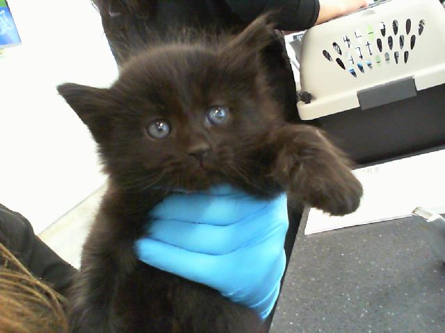 Shelter Stray Male Cat last seen CHARLOTTE, 8315 Byrum Dr, Charlotte, NC 28217, USA