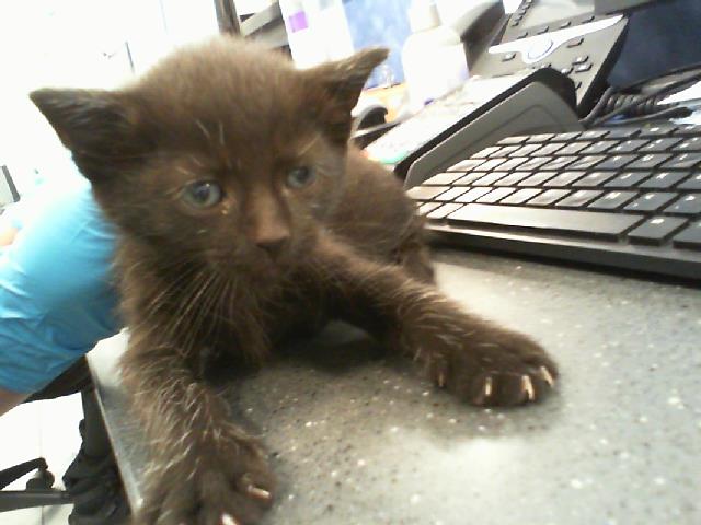 Shelter Stray Male Cat last seen CHARLOTTE, 8315 Byrum Dr, Charlotte, NC 28217, USA