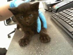 Shelter Stray Male Cat last seen CHARLOTTE, 8315 Byrum Dr, Charlotte, NC 28217, USA