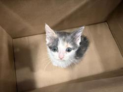 Shelter Stray Female Cat last seen CHARLOTTE, 8315 Byrum Dr, Charlotte, NC 28217, USA