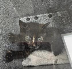 Shelter Stray Female Cat last seen SUMMER CREST CT / WINSDOR POINT WAY, 9150 Union Park Way, Elk Grove, CA 95624, USA