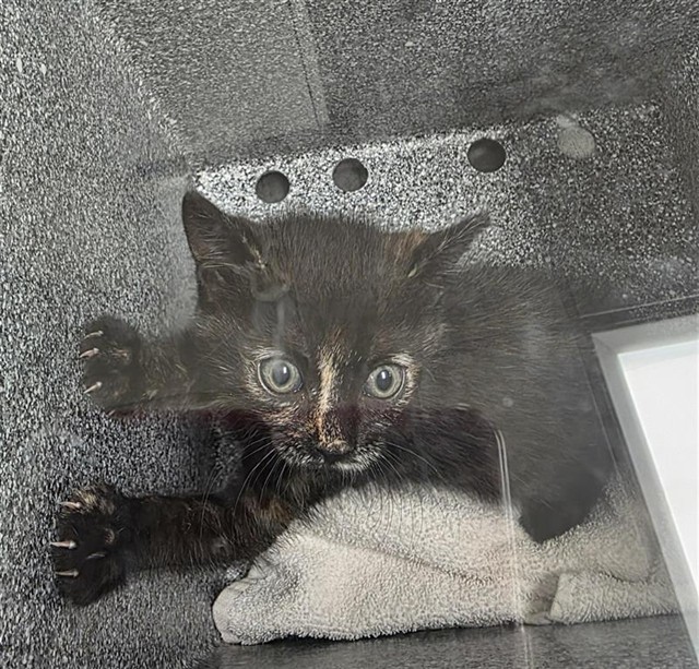 Shelter Stray Female Cat last seen SUMMER CREST CT / WINSDOR POINT WAY, 9150 Union Park Way, Elk Grove, CA 95624, USA