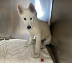 Shelter Stray Male Dog last seen US 285 NM 218 LAMY NM, 100 Caja Del Rio Rd, Santa Fe, NM 87507, USA