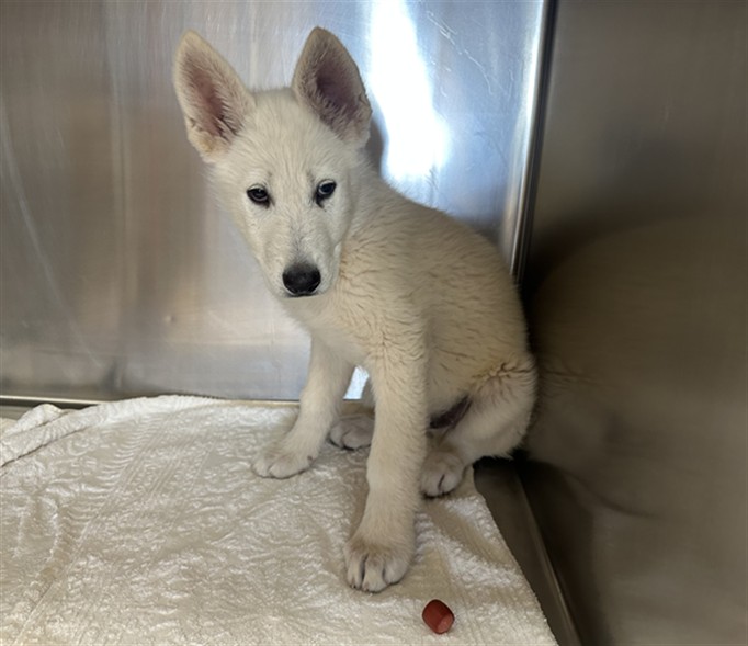 Shelter Stray Male Dog last seen US 285 NM 218 LAMY NM, 100 Caja Del Rio Rd, Santa Fe, NM 87507, USA