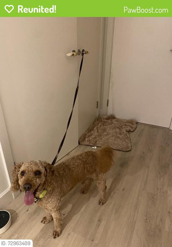 Reunited Male Dog last seen Southwark Park, Greater London, England SE16