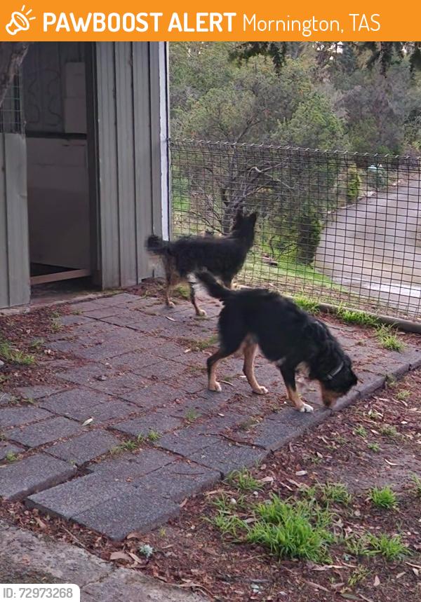Found/Stray Female Dog last seen Wandering Pass Road between Mornington and Rokeby, Mornington, TAS 7018