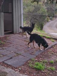 Found/Stray Female Dog last seen Wandering Pass Road between Mornington and Rokeby, Mornington, TAS 7018