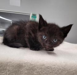 Shelter Stray Male Cat last seen Near BLOCK 14TH ST, DETROIT MI 48206, 7401 Chrysler Dr, Detroit, MI 48211, USA