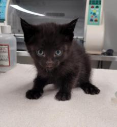 Shelter Stray Female Cat last seen Near BLOCK 14TH ST, DETROIT MI 48206, 7401 Chrysler Dr, Detroit, MI 48211, USA
