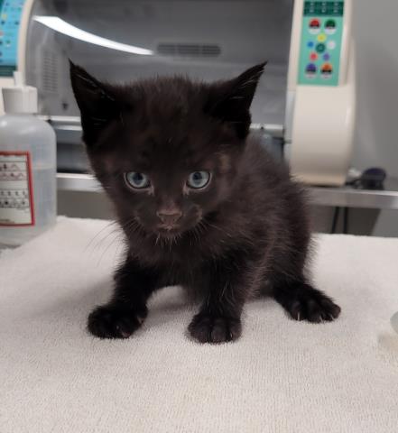 Shelter Stray Female Cat last seen Near BLOCK 14TH ST, DETROIT MI 48206, 7401 Chrysler Dr, Detroit, MI 48211, USA