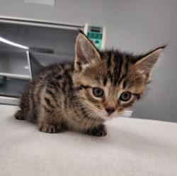Shelter Stray Female Cat last seen Near BLOCK 14TH ST, DETROIT MI 48206, 7401 Chrysler Dr, Detroit, MI 48211, USA