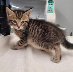 Shelter Stray Male Cat last seen Near BLOCK 14TH ST, DETROIT MI 48206, 7401 Chrysler Dr, Detroit, MI 48211, USA
