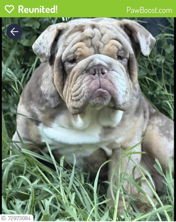 Reunited Male Dog last seen 140th, Marysville, WA 98271